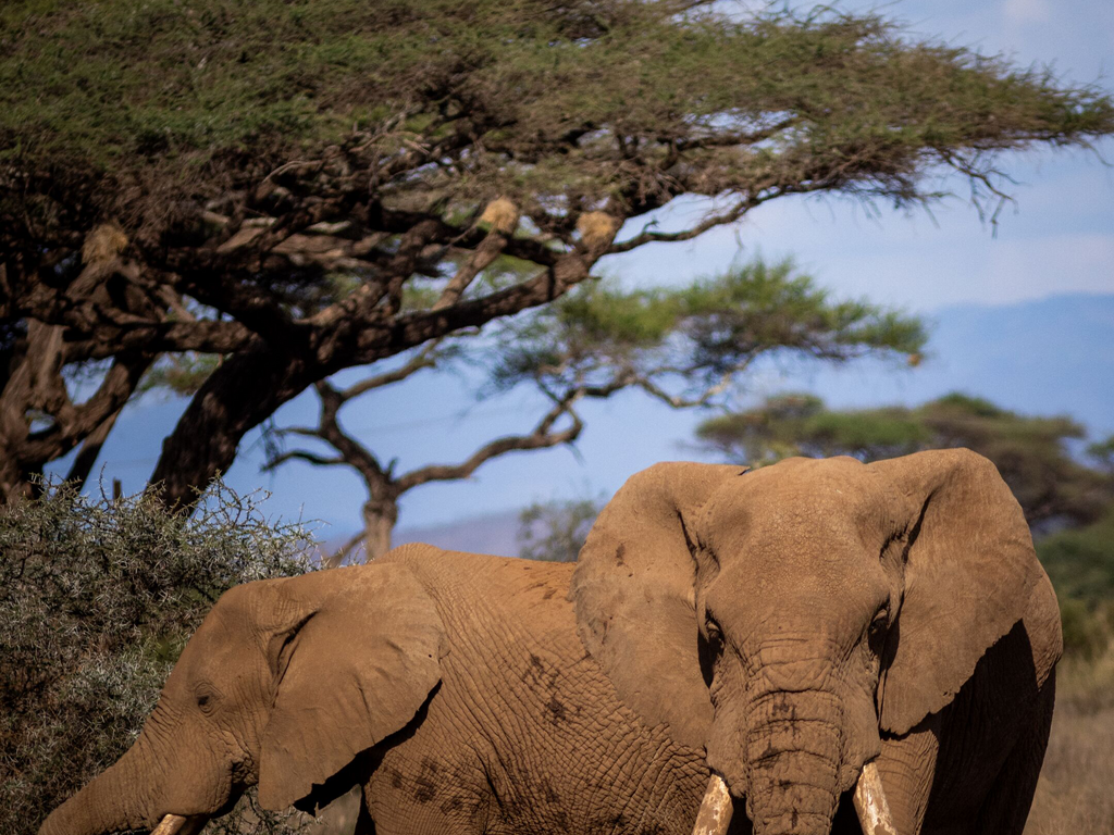A&K Sanctuary Tanzania and Kenya Wildlife Safari
